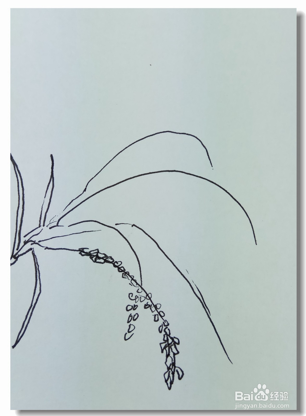 怎样画钢笔画稻谷？