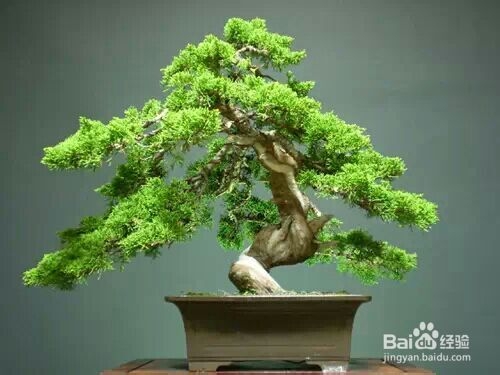 严禁入室的花，看完吓一跳！你家里有么？