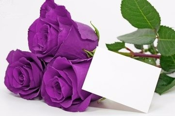 玫瑰有哪儿些品种类型