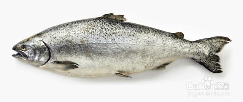 如何挑选大马哈鱼