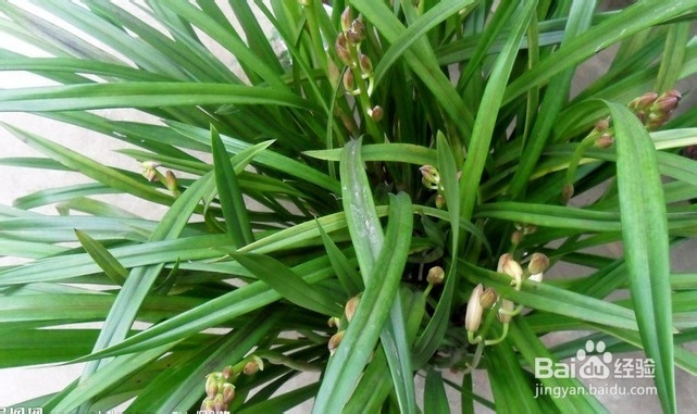 卧室内比应该放的花卉（什么花不宜放在卧室内）