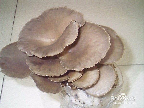 如何自行种植蘑菇?