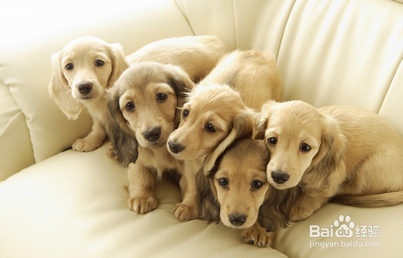 宠倍思狗粮 为爱犬提供最均衡的营养