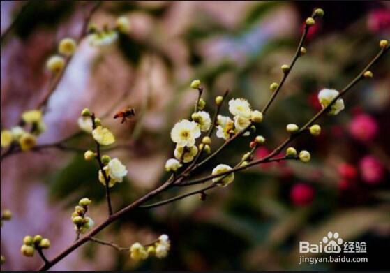 梅花扦插时间和方法