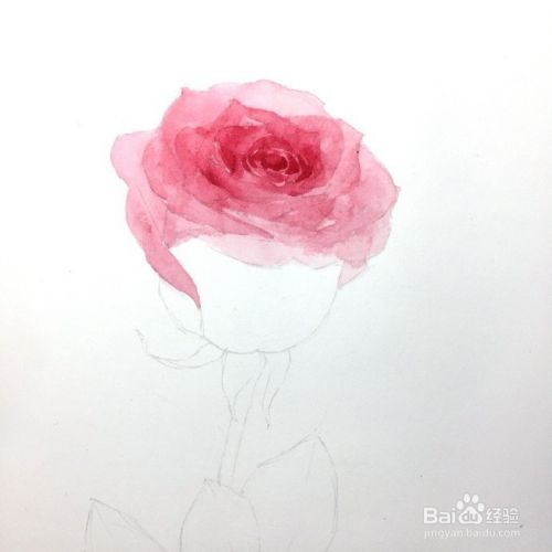 水彩玫瑰花画法步骤 用水彩简单教你画红玫瑰 百度经验