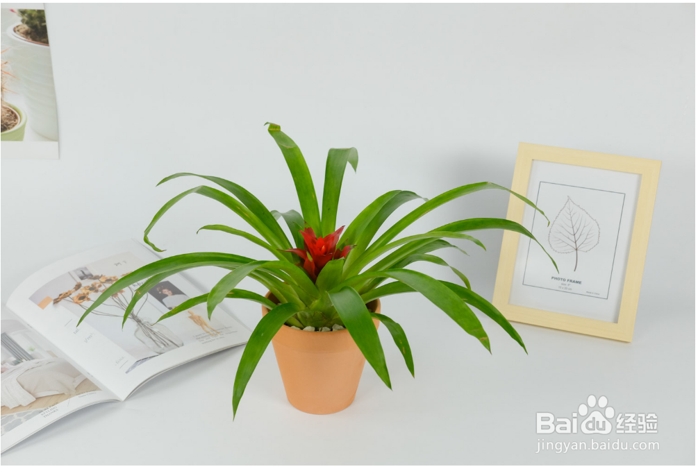 鸿运当头怎样养才能养得好