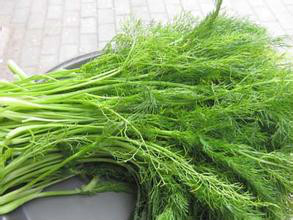 茴香可以做成包子烙成小饼真好吃