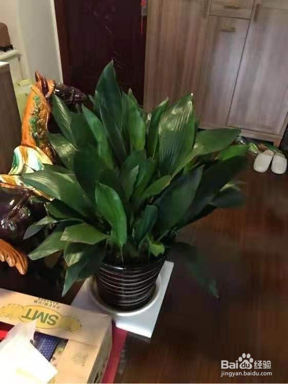 3种花，卧室客厅养1盆，甲醛少了，睡觉也香了！