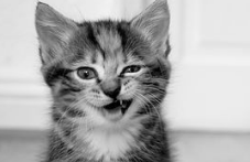 猫嘴上长猫藓怎么办