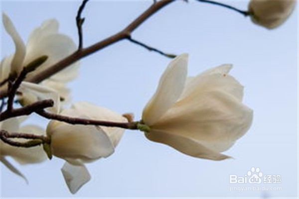 玉兰应该怎么养