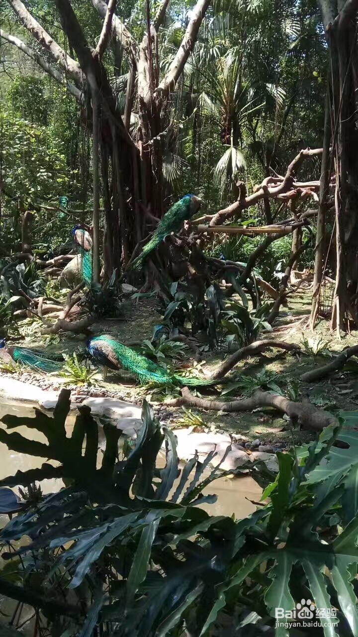 广州自由行旅游攻略