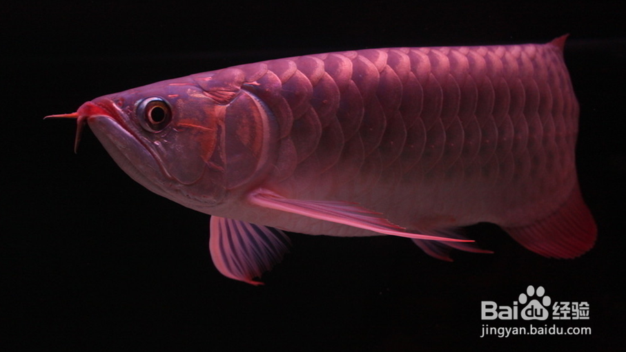 观赏鱼饲养心得