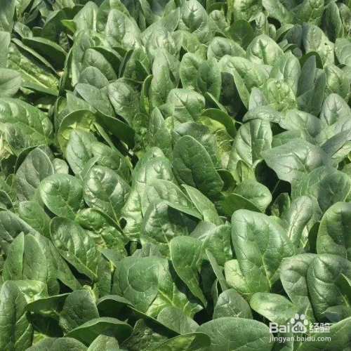 秋菠菜种植时间和方法