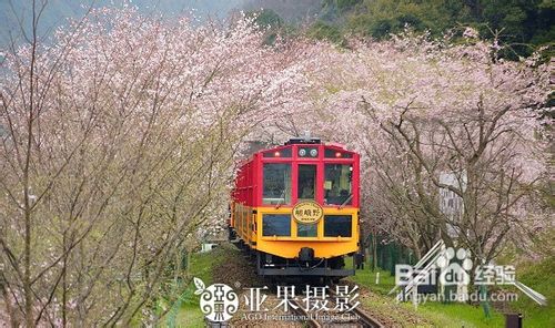 去日韩欣旅游赏樱花攻略