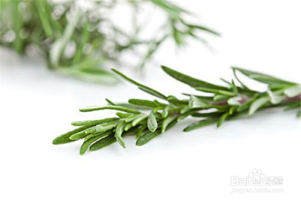 养殖迷迭香的注意事项
