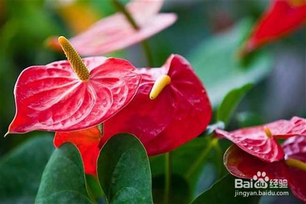 养红掌的方法和注意事项有什么?