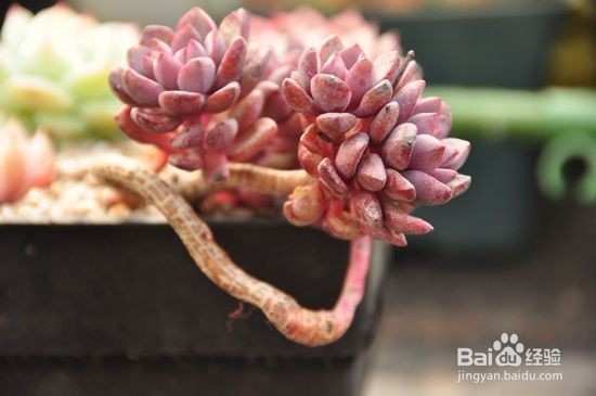 新手怎么挑选多肉 买多肉植物要注意什么