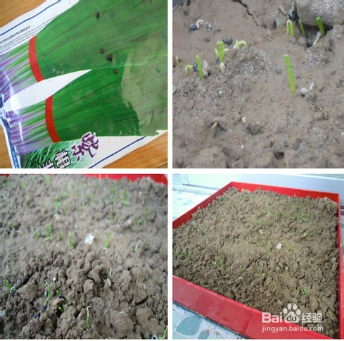 在阳台怎么种植韭菜