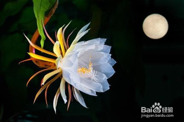 昙花的养殖小贴士