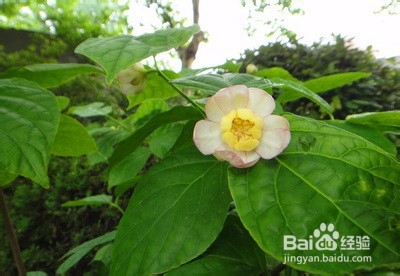 夏腊梅的种植方法和注意事项