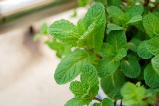 这些药食两用植物适合家中养