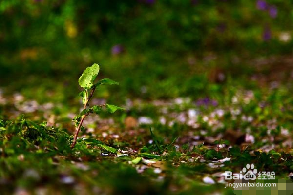 微商引流方法是什么？