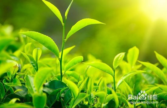 如何提高植物抗灰霉能力