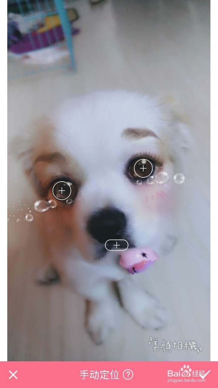 怎么用美颜相机给狗狗美颜？