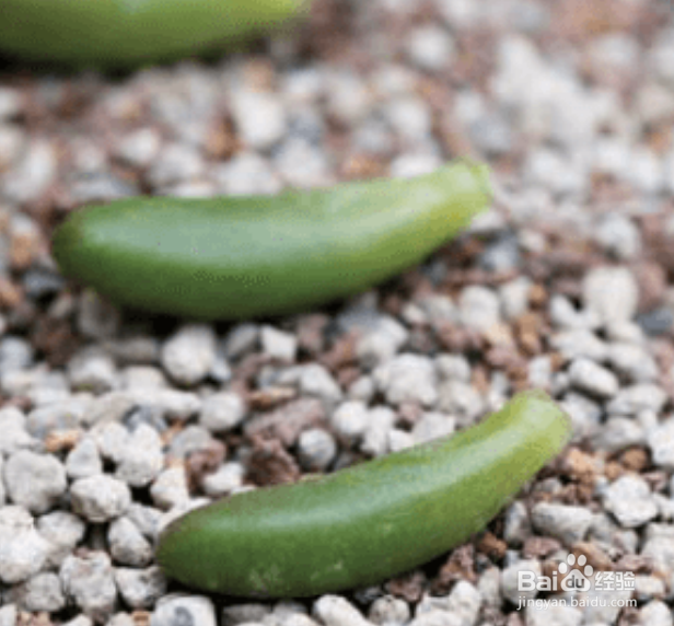 如何给多肉进行叶插繁殖？