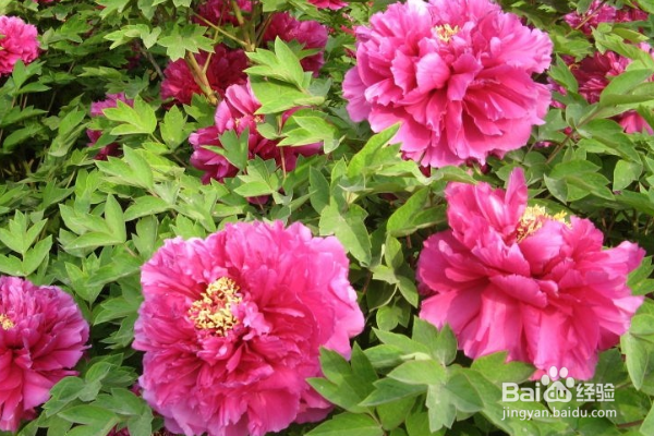 牡丹花怎么栽培
