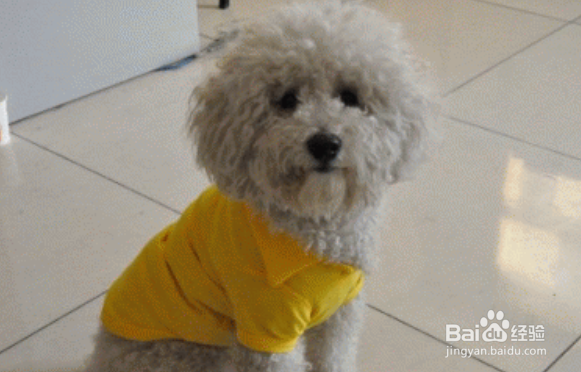 比熊和泰迪的区别