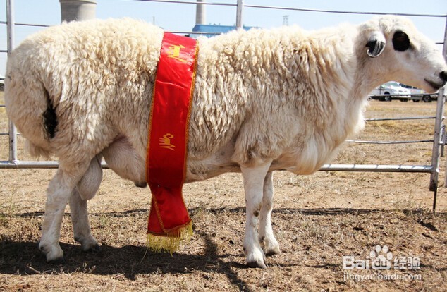 苏尔雅特二十八根肋骨羊与普通羊的区别