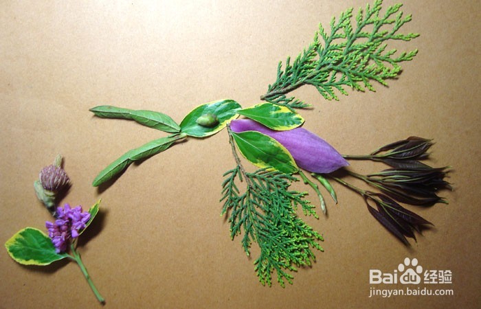 <b>植物画如何拼装飞翔的翼龙</b>