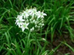 如何鉴别韮菜的嫩和老?