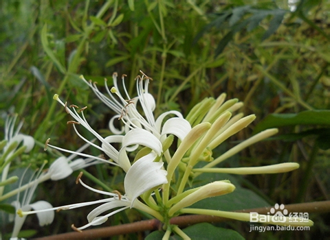 复发性口腔溃疡怎么好得快？金银花的药用价值