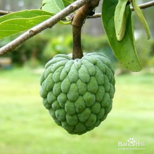 番荔枝的培育方法和注意事项
