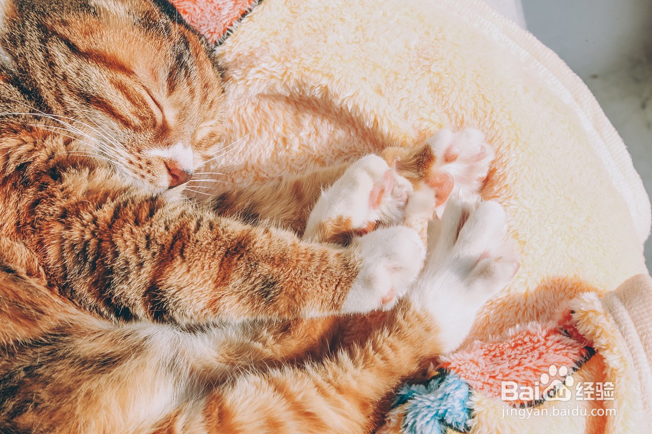 猫卵磷脂和蛋黄猫咪更喜欢吃哪个