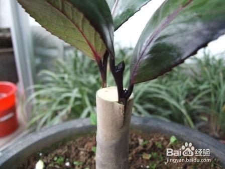 山茶花的扦插方法