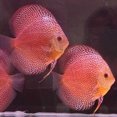 怎么避免意外中毒?