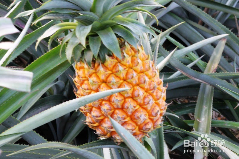 怎样的菠萝好吃
