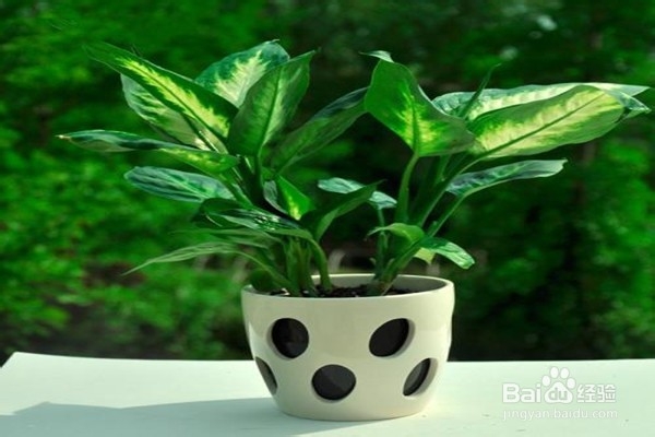 戒掉5个不良习惯,养花该如何规避风险?