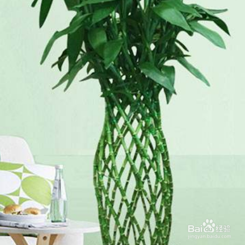 幸福树换盆方法和注意事项