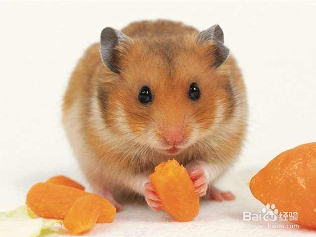 怎么做仓鼠才会信任你？