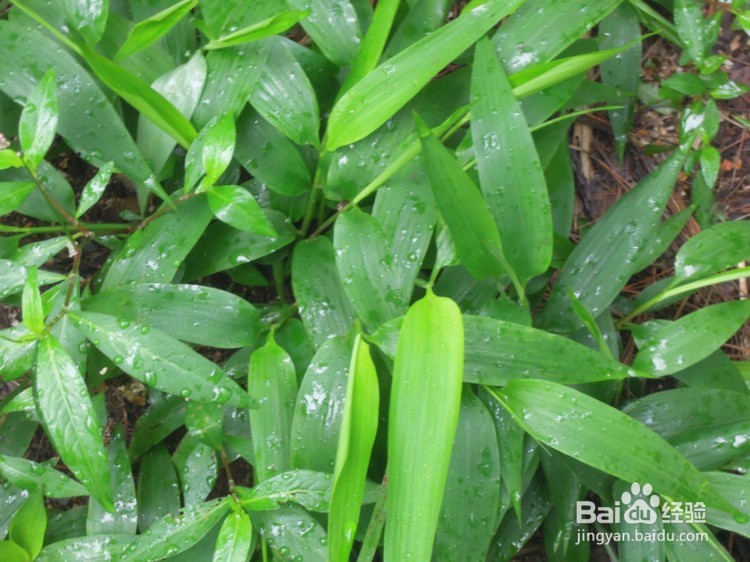 淡竹叶能吃吗?淡竹叶有哪些功效与作用?