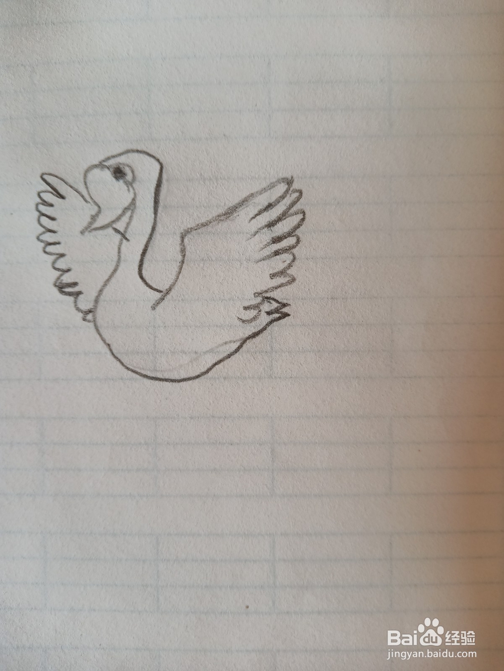 天鹅的简笔画