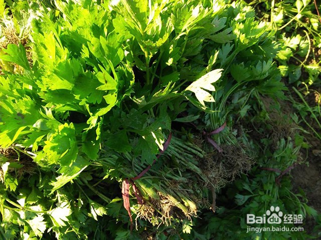 芹菜的施肥特性和施肥要点有什么