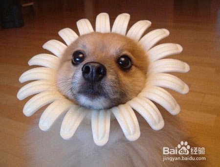 日清装的狗粮是什么意思