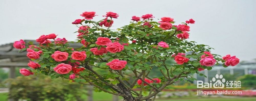 月季花怎样插枝容易活