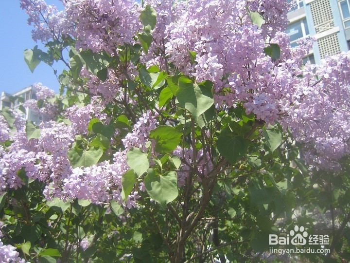 怎样学习拍地面上草本小花