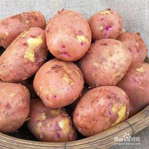 红皮土豆对人体有哪些益处